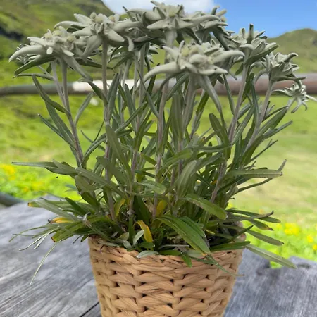 Sonnenschein Im Johanna In Mayrhofen-hippach- Naehe Der Skipiste Apartment *