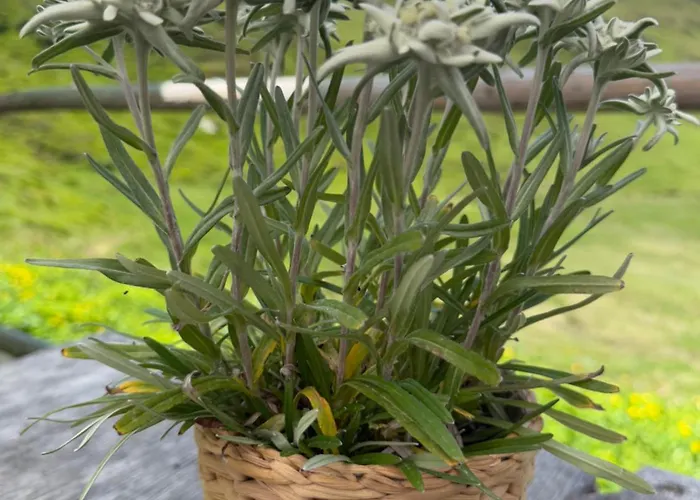 Sonnenschein Im Johanna In Mayrhofen-hippach- Naehe Der Skipiste Daire *